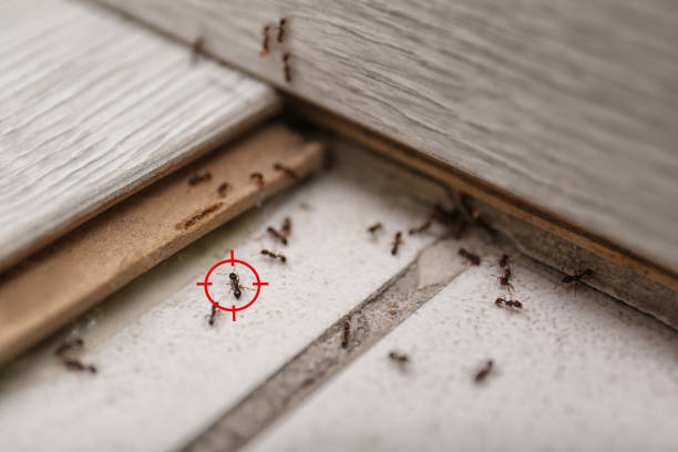 Best Pest Control Treatment  in West Monroe, MI