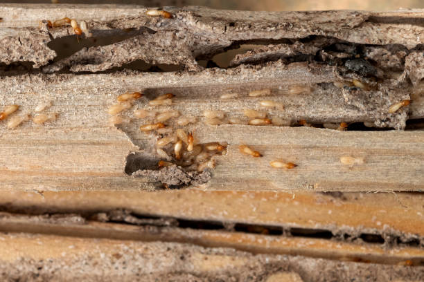 Best Commercial Pest Control Services  in West Monroe, MI